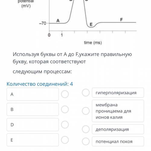 График 1. показывает изменения, которые происходят в мембранном потенциале нейрона во время генераци