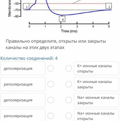 На графике указаны фазы передачи импульса в сенсорном нейроне: деполяризация и реполяризация.