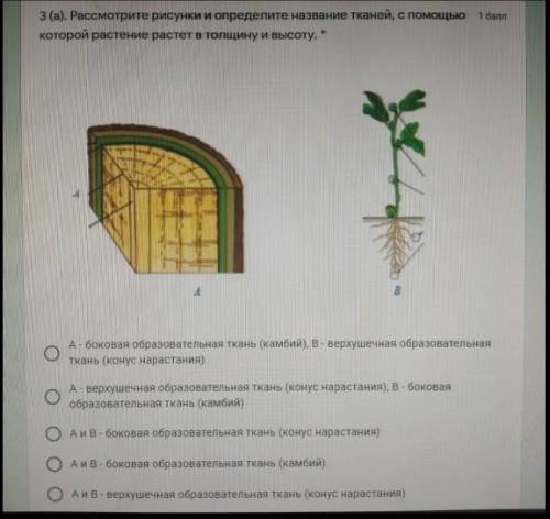 Рассмотрите рисунки и определите название тканей, с которой растение растет в толщину и высоту. ​