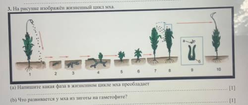 на рисунке изображен жизненный цикл мха напишите 1)какая фаза в жизненном цикле мха преобладает 2)чт