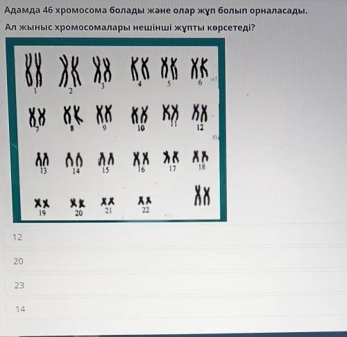 Адамда 46 хромосома болады және олар жұп болып орналасады. Ал жыныс хромосомалары нешінші жұпты көрс