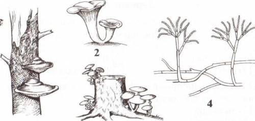 Определите, на каком рисунке изображен плесневый гриб пеницилл. 1234
