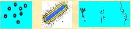 Назовите представленные на рисунке бактериальные формы