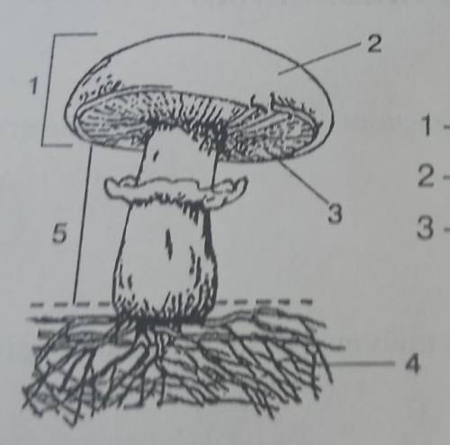 Укажіть, як називаються елементи будови шашинкового гриба, позначені на ма-люнку цифрами​