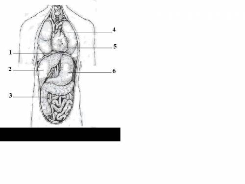 Рассмотрите рисунок, на котором схематично изображены внутренние органы человека, и выполните задани