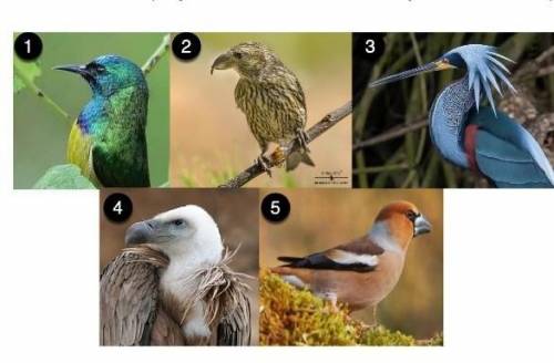 Какие ароморфозы наблюдаются у птиц (назовите не менее 3х)? Связаны ли они как-то с при к полёту (по