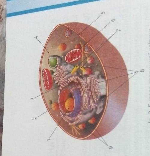 Завдання 1 Розгляньте iлюстрацiю 2 й назвiть складовi- частини й органели клiтини. Пригадайте, якi ф