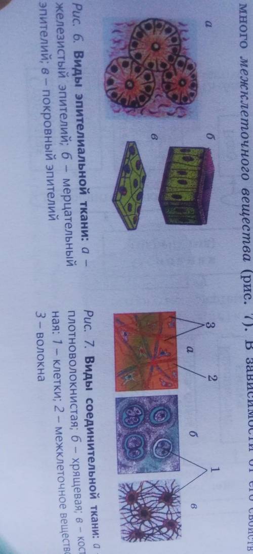 Сравните микропрепараты с рисунками учебники (см. рис. 6-8)