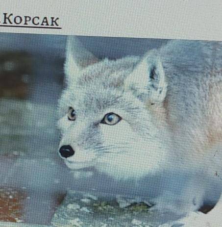 Написати розповідь на англійській мові про тварину із червовної книги україни Корсак(назва тварини)
