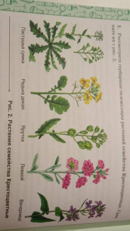 1. Рассмотрите гербарные экземпляры растений семейства Кровали иите их с рис. 2. Ярутка Редька дикая