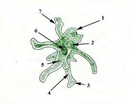 Рассмотри рисунок Установи цифру, которой обозначена внутренняя часть цитоплазмы.