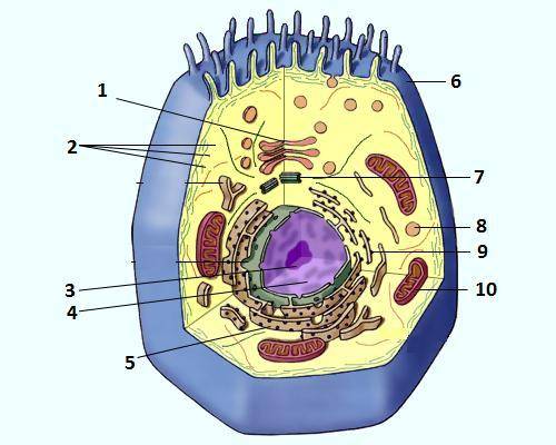 Определи функцию клеточной органеллы, обозначенной на рисунке цифрой 3: клетка0.png внутренняя среда