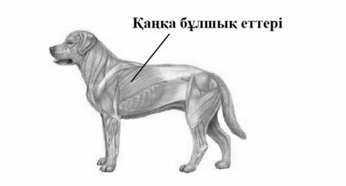 Из какого типа ткани состоят скелетные мышцы собаки, показанные на рисунке?