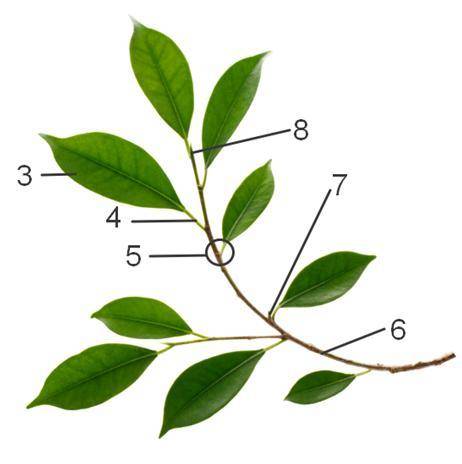На рис. 1 изображено растение с … корневой системой. Осевая часть растения от корня до вершины, чаще