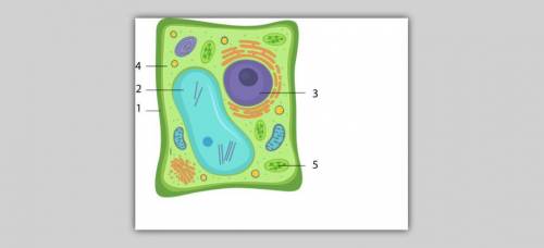 Рассмотрите рисунок клетки кожицы лука и клетки мякоти зелёного листа. Запишите в таблицу основные ч