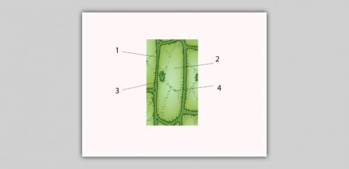 Рассмотрите рисунок клетки кожицы лука и клетки мякоти зелёного листа. Запишите в таблицу основные ч