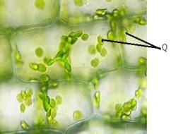 3.ОЧЕНЬ ! На малюнку зображена рослинна клітина під мікроскопом. На малюнку буквою Q позначена склад