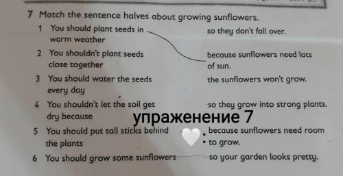 Write about how to grow sunflowers in your notebook. Use the information in exercise 7 to help. Use