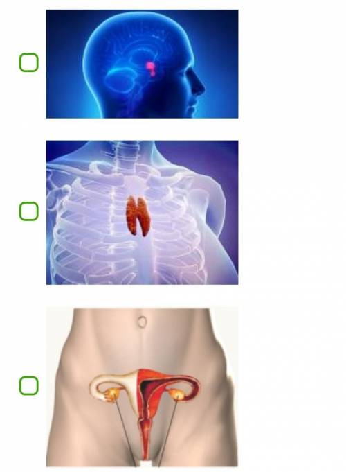 Установи рисун(-ок, -ки), на котором изображен(-а, -ы) желез(-а, -ы) внутренней секреции:   