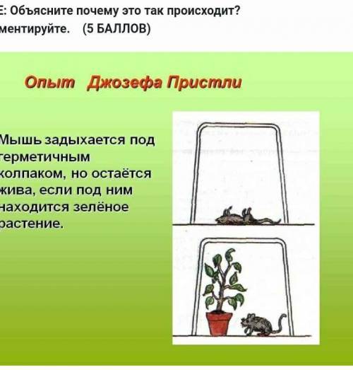 Объясните почему это так происходит?ответ аргументируйте. Мышь задыхается под герметичным колпаком,