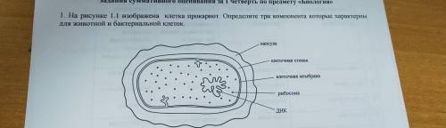 1. На рисунке 1.1 изображена клетка прокариот. Определите три компонента которые характерны для живо