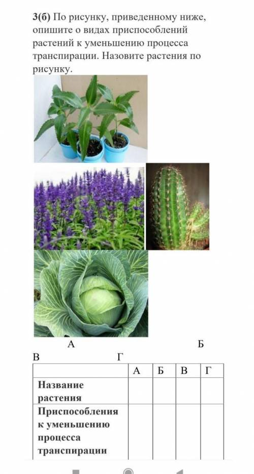 Биология По рисунку, приведенному ниже, опишите о видах при растений к уменьшению процесса транспира