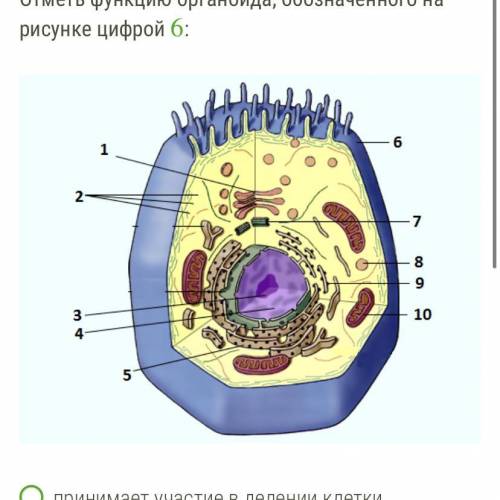 Отметь функцию органоида, обозначенного на рисунке цифрой 6: клетка0.png принимает участие в делении
