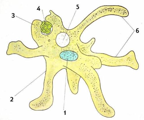 Назвіть елементи будови амеби протей будь ласка:)
