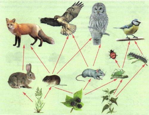 На рисунке 1 представлена схема сети питания. На схеме видно, что каждый из представителей консумент