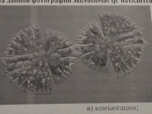 Одноклеточная харовая водоросль Micrasterias sp. в вегетативном состоянии состоит из двух равных пол