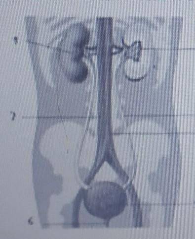 Укажите название только органов выделительной системы
