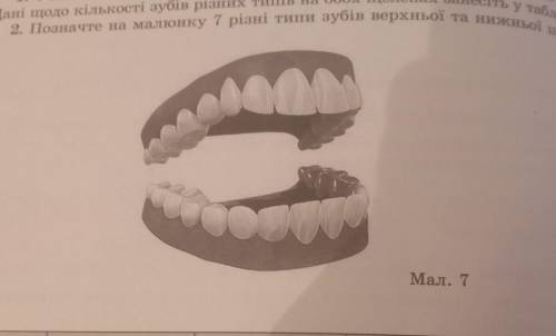 2. Позначте на малюнку 7 різні типи зубів верхньої та нижньої щелеп. таблицю І. lee