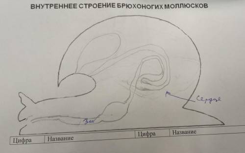 1. Используя параграф учебника стр. 59-65 нарисуйте на рисунке все системы органов. 2. Укажите на ри