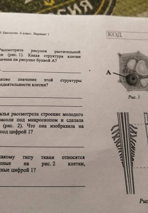 Рассмотрите рисунок растительной клетки (рисунок 1) Какая структура клетки обозначены на рисунке бук