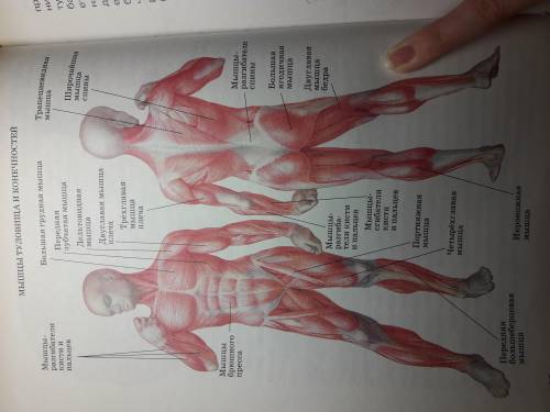 Охарактеризуйте функции мышц, указанных на рисунке на с.120 учебника