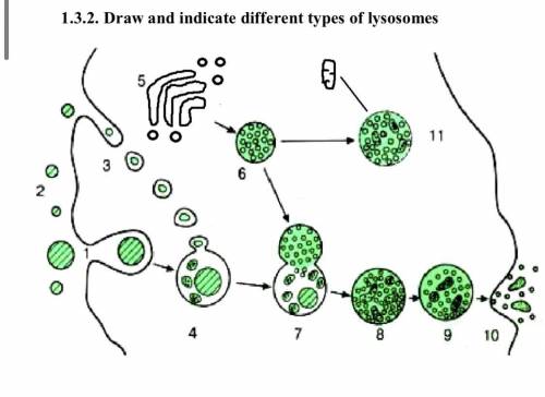Draw and indicate different types of lysosomes