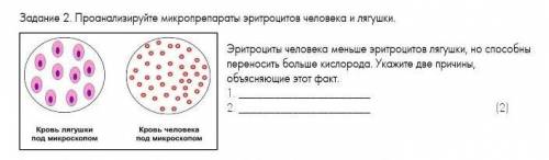 Задание 2. Проанализируйте микропрепараты эритроцитов человека и лягушки. Эритроциты человека меньше