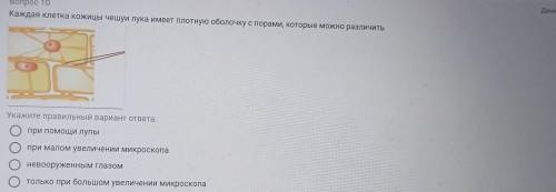 Вопрос 10 Каждая клетка кожицы чешуи лука имеет плотную оболочку с порами, которые можно различить У