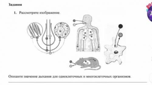 Рассмотрите изображение опишите значение для одноклетных и многоклетных организмов