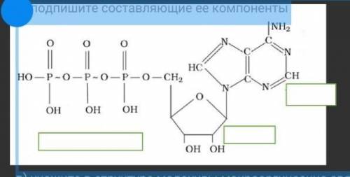 Задания: 1. Рассмотрите рисунок а) какая молекула здесь изображена? б) подпишите составляющие ее ко