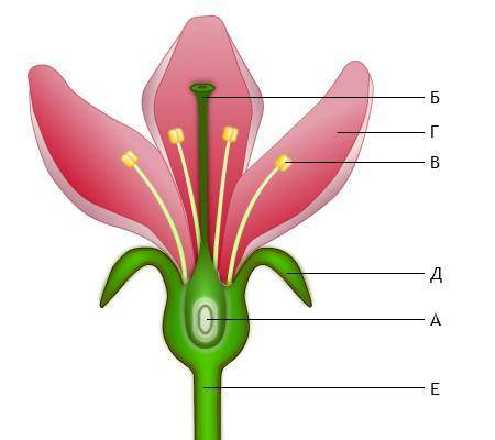 Какими буквами на рисунке обозначены элементы околоцветника