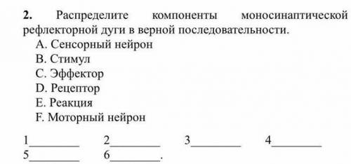 моносинаптической 2. Распределите компоненты рефлекторной дуги в верной последовательности. A. Сенсо