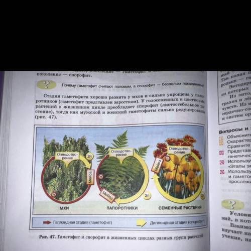 Используя информацию, которая содержит рисунок 47 сравните стадии спорофита и гаметофита у мхов, пап