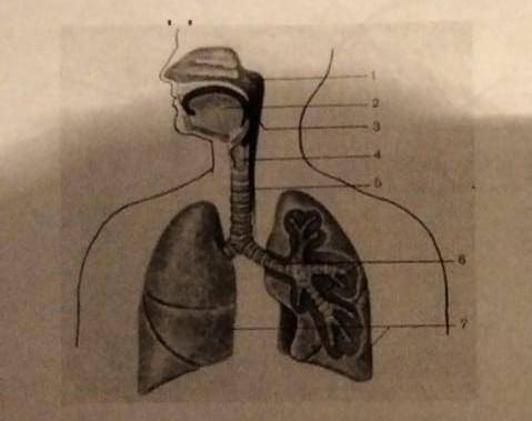 3.На рисунке изображены органы дыхания человека а) Перечислите органы, которые относят к воздухоносн