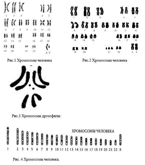 50 , 0в. Опишите хромосомы выданных организмов по плану: 1.Название организма, которому принадлежит