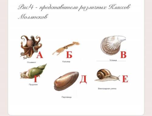 Рассмотрите рисунок 4. Какие организмы относятся к Классу Головоногие Моллюски? * 1)А 2)Б 3)В 4)Г 5)