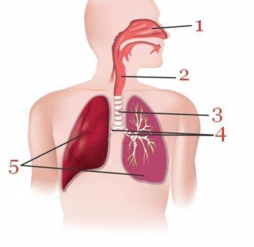 Задание 1. 1) Рассмотрите рисунок. Напишите, какие органы дыхательной системы обозначены на нём цифр