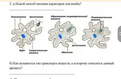 Как называется тип транспорта веществ, к которому относится данный процесс