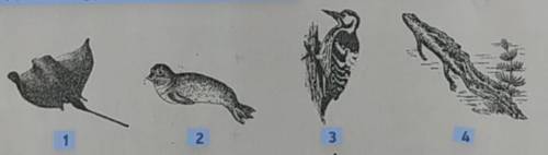 Визначте особливості зовнішньої будови організмів, зображених на малюнках 1 та 3, у 3B ^ 1 з пристос
