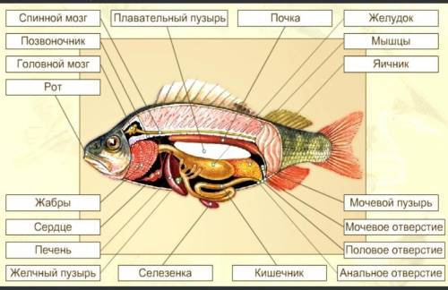 2. Напишите, что обозначено цифрами?12345